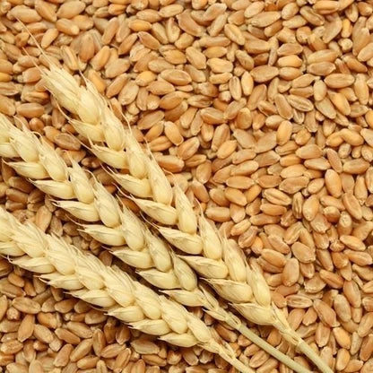 Bansi GOLD Organic Wheat | 50% More Protein & Fibre | Lab-Tested 17.95% Protein, 18.8% Fibre | 187 Tests, No Pesticide Residue | Certified Organic, Low-GI