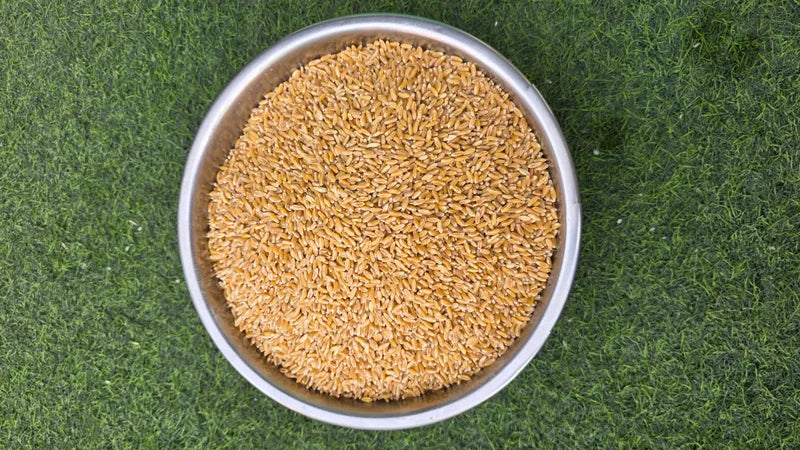 Organically Grown Wheat (Bansi)