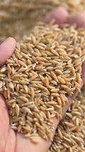 Organically Grown Wheat (Khapli)