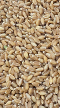 Organically Grown Wheat (Sharbati)