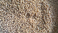 Organically Grown Wheat (Sonamoti)